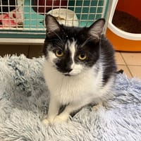 FRIMOUSSE, chatte à adopter