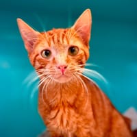KEBAB, chat à adopter