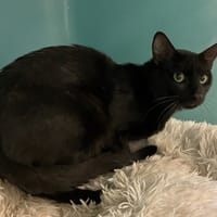 EBENE, chat à adopter