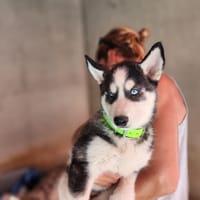 Téo, chien à adopter
