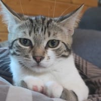SONIC C, chat à adopter