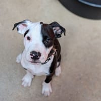 Babe, chien à adopter