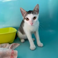 ORAGE, chatte à adopter