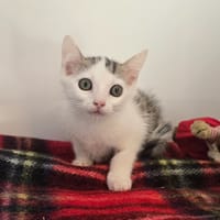 LEXIE, chatte à adopter