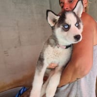 Athéna, chienne à adopter