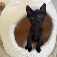 BAYA, chatte à adopter