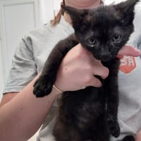 FLAQUE C, chat à adopter