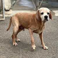 Jamy, chien à adopter