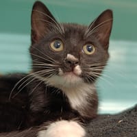 COOPER, chat à adopter