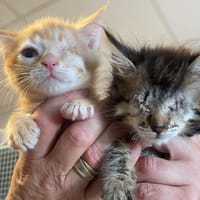 POP'S, chatte à adopter