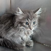 Tempête, chatte à adopter