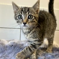 KELLOG'S, chat à adopter
