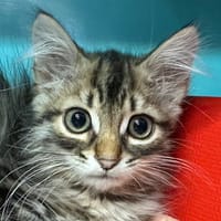 VIKING, chat à adopter