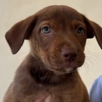DONNIE, chienne à adopter