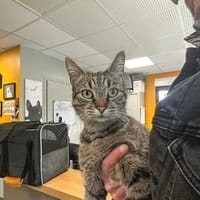 TIGROU, chat à adopter