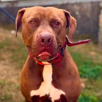 TOUCO, chien à adopter