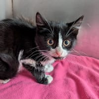 Eclair, chat à adopter
