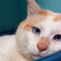 CHARLY QCT, chat à adopter