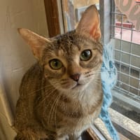LICA, chatte à adopter