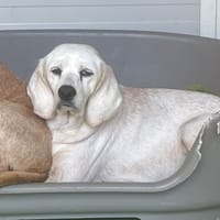 blondie, chienne à adopter