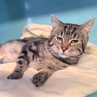 Noisette réservé, chat à adopter