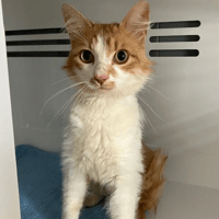 milo, chat à adopter