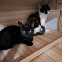 CLEO, chatte à adopter