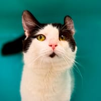 BABOU, chat à adopter