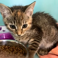 MIEL, chatte à adopter