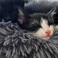 Orion [Chaton], chat à adopter