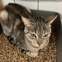 AVA, chatte à adopter