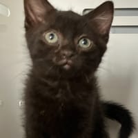 PLOUFF, chat à adopter