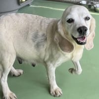 Lala, chienne à adopter