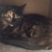 PANTAY, chatte à adopter