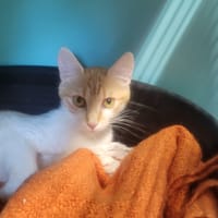 CANELLE, chatte à adopter