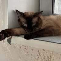 FILOU, chat à adopter