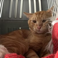 ROUKY, chat à adopter