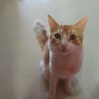 BASILE PAB28934, chat à adopter