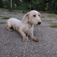 NUBA, chien à adopter