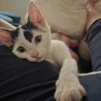 Atheba, chatte à adopter