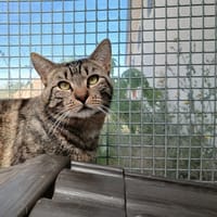 BALI, chat à adopter