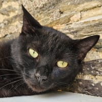 CHAROUMAN, chat à adopter