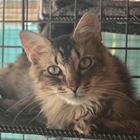 BIGMAC, chat à adopter