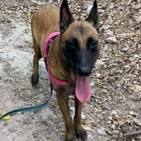 Vénus, la bonne pâte, chienne à adopter