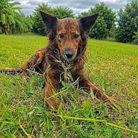Zelda la câline, chienne à adopter