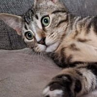 BINGO, chat à adopter