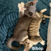 BIBOP et BALTUS  Double adoption, chatte à adopter
