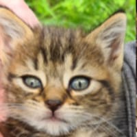 amarra, chatte à adopter