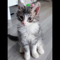 LILI, chatte à adopter