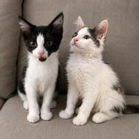 CERES et SIRIUS, chat à adopter
